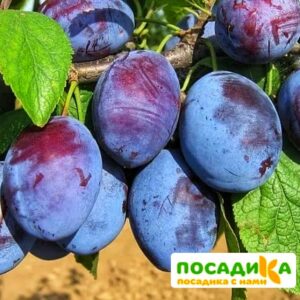 Слива Чачакская ранняя купить по цене от 229.00р. в интернет-магазине «Посадика» с доставкой почтой в в Реутове и по всей России – [изображение №1].