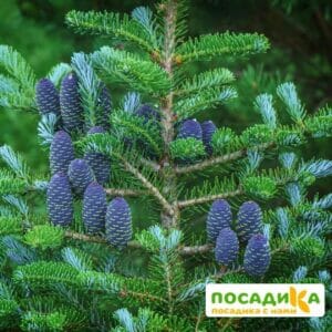 Пихта корейская (Abies koreana) купить по цене от 450.00р. в интернет-магазине «Посадика» с доставкой почтой в в Реутове и по всей России – [изображение №1].