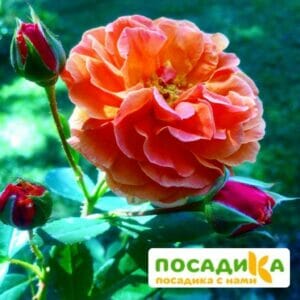 Роза Арабия купить по цене от 350.00р. в интернет-магазине «Посадика» с доставкой почтой в в Реутове и по всей России – [изображение №1].