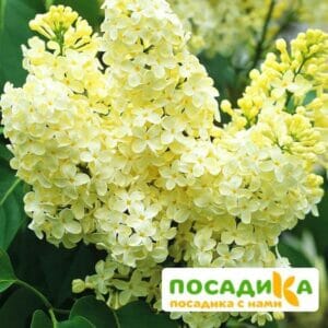 Сирень Примроуз (Primrose) купить по цене от 529.00р. в интернет-магазине «Посадика» с доставкой почтой в в Реутове и по всей России – [изображение №1].