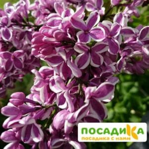 Сирень Сенсация купить по цене от 529.00р. в интернет-магазине «Посадика» с доставкой почтой в в Реутове и по всей России – [изображение №1].