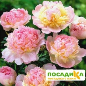 Пион Распберри Сандей (Paeonia Raspberry Sundae) купить по цене от 959р. в интернет-магазине «Посадика» с доставкой почтой в в Реутове и по всей России – [изображение №1].