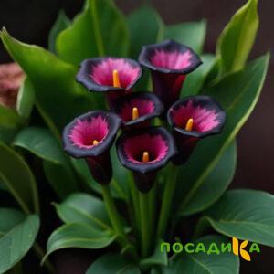 Калла Аура Лейс купить по цене от 400р. в интернет-магазине «Посадика» с доставкой почтой в в Реутове и по всей России – [изображение №1].