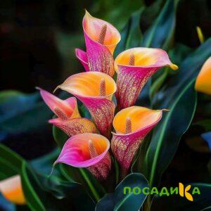Калла Оникс купить по цене от 450р. в интернет-магазине «Посадика» с доставкой почтой в в Реутове и по всей России – [изображение №1].