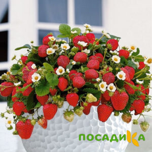 Клубника Рубиновый Шепот (горшечная) купить по цене от 240р. в интернет-магазине «Посадика» с доставкой почтой в в Реутове и по всей России – [изображение №1].