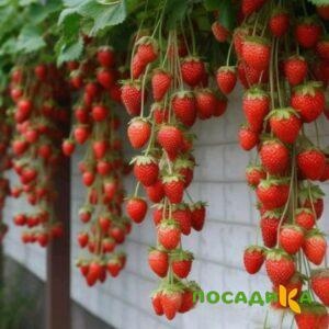 Клубника вьющаяся Комплимент купить по цене от 470р. в интернет-магазине «Посадика» с доставкой почтой в в Реутове и по всей России – [изображение №1].