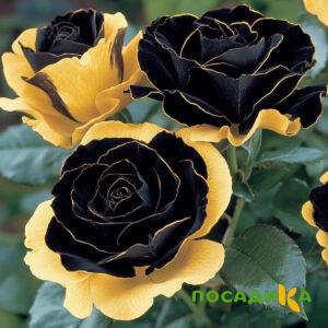 Роза Ханни Сикл купить по цене от 700р. в интернет-магазине «Посадика» с доставкой почтой в в Реутове и по всей России – [изображение №1].
