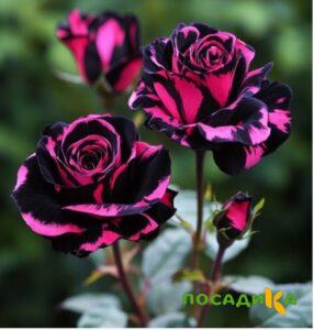 Роза Багровый Шепот купить по цене от 366р. в интернет-магазине «Посадика» с доставкой почтой в в Реутове и по всей России – [изображение №1].