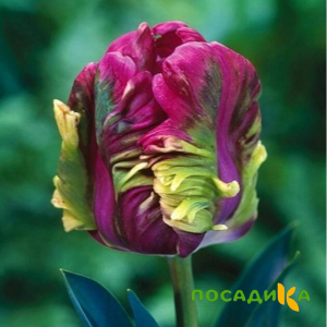 Тюльпан Экзотик Хэвен купить по цене от 186р. в интернет-магазине «Посадика» с доставкой почтой в в Реутове и по всей России – [изображение №1].