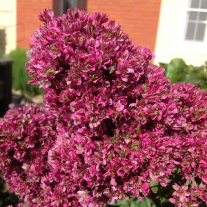 Флокс Филингс купить по цене от 329р. в интернет-магазине «Посадика» с доставкой почтой в в Реутове и по всей России – [изображение №1].