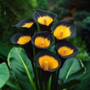 Калла Легато купить по цене от 620р. в интернет-магазине «Посадика» с доставкой почтой в в Реутове и по всей России – [изображение №1].