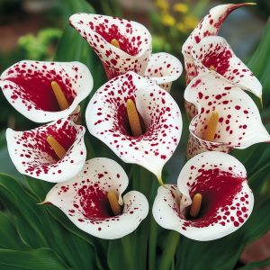 Калла Эмпайр купить по цене от 302р. в интернет-магазине «Посадика» с доставкой почтой в в Реутове и по всей России – [изображение №1].