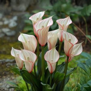 Калла Глейшер купить по цене от 299р. в интернет-магазине «Посадика» с доставкой почтой в в Реутове и по всей России – [изображение №1].