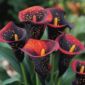 Калла Нуар купить по цене от 299р. в интернет-магазине «Посадика» с доставкой почтой в в Реутове и по всей России – [изображение №1].