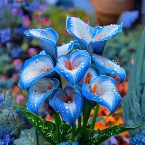 Калла Портрейт купить по цене от 292р. в интернет-магазине «Посадика» с доставкой почтой в в Реутове и по всей России – [изображение №1].