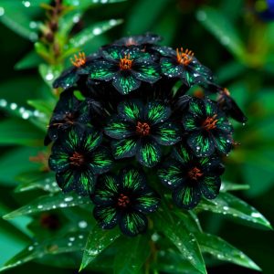 Флокс Ривьера купить по цене от 299р. в интернет-магазине «Посадика» с доставкой почтой в в Реутове и по всей России – [изображение №1].