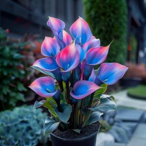 Калла Импрессия купить по цене от 590р. в интернет-магазине «Посадика» с доставкой почтой в в Реутове и по всей России – [изображение №1].