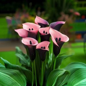 Калла Энигма купить по цене от 291р. в интернет-магазине «Посадика» с доставкой почтой в в Реутове и по всей России – [изображение №1].