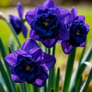 Нарцисс Арт Нуво купить по цене от 378р. в интернет-магазине «Посадика» с доставкой почтой в в Реутове и по всей России – [изображение №1].