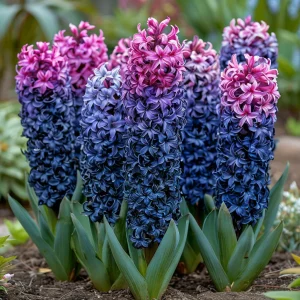 Гиацинт Блю Спринг купить по цене от 2099р. в интернет-магазине «Посадика» с доставкой почтой в в Реутове и по всей России – [изображение №1].