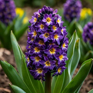 Гиацинт Вельвет Колор купить по цене от 2099р. в интернет-магазине «Посадика» с доставкой почтой в в Реутове и по всей России – [изображение №1].