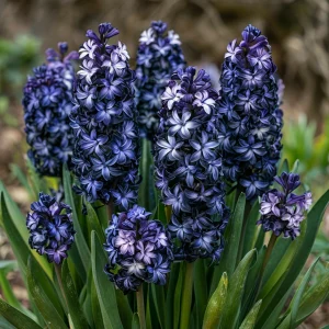 Гиацинт Блум Клауд купить по цене от 2099р. в интернет-магазине «Посадика» с доставкой почтой в в Реутове и по всей России – [изображение №1].