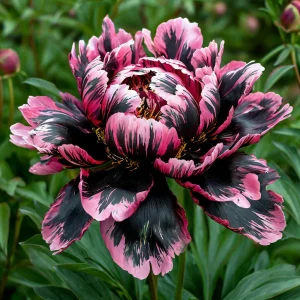 Пион Дроп Руби купить по цене от 469р. в интернет-магазине «Посадика» с доставкой почтой в в Реутове и по всей России – [изображение №1].