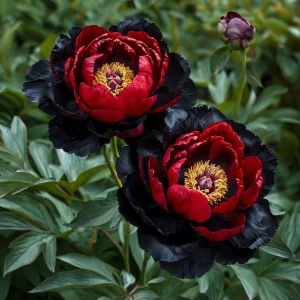 Пион Эбеновый Рубин купить по цене от 419р. в интернет-магазине «Посадика» с доставкой почтой в в Реутове и по всей России – [изображение №1].
