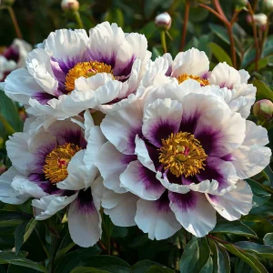 Пион Эко Саммер купить по цене от 548р. в интернет-магазине «Посадика» с доставкой почтой в в Реутове и по всей России – [изображение №1].