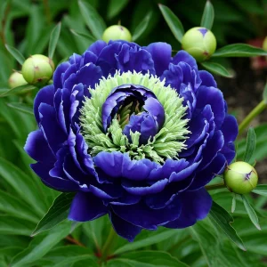 Пион Дримвивер купить по цене от 417р. в интернет-магазине «Посадика» с доставкой почтой в в Реутове и по всей России – [изображение №1].